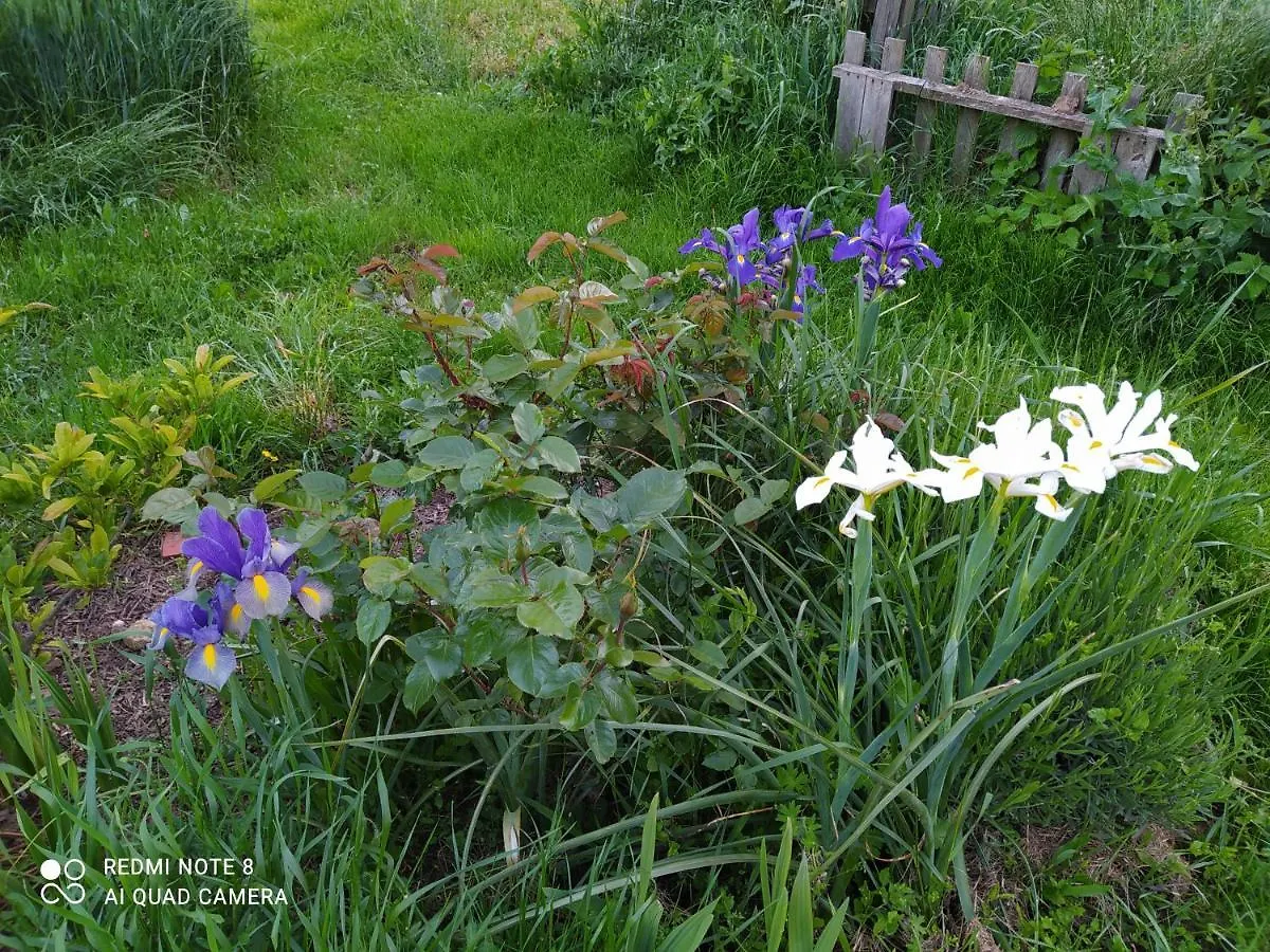 La Ferme Des Cerisiers Bed & Breakfast Reventin-Vaugris